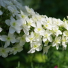 花散歩-柏葉紫陽花は満開