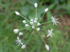 ニラの花-つぼみ