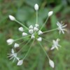ニラの花-つぼみ