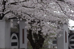 光禅寺の桜-1