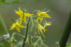 菜園の花‐中玉トマト