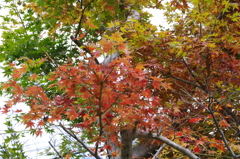 紅葉がはじまった