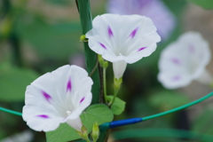 朝顔-白花に赤ぽち