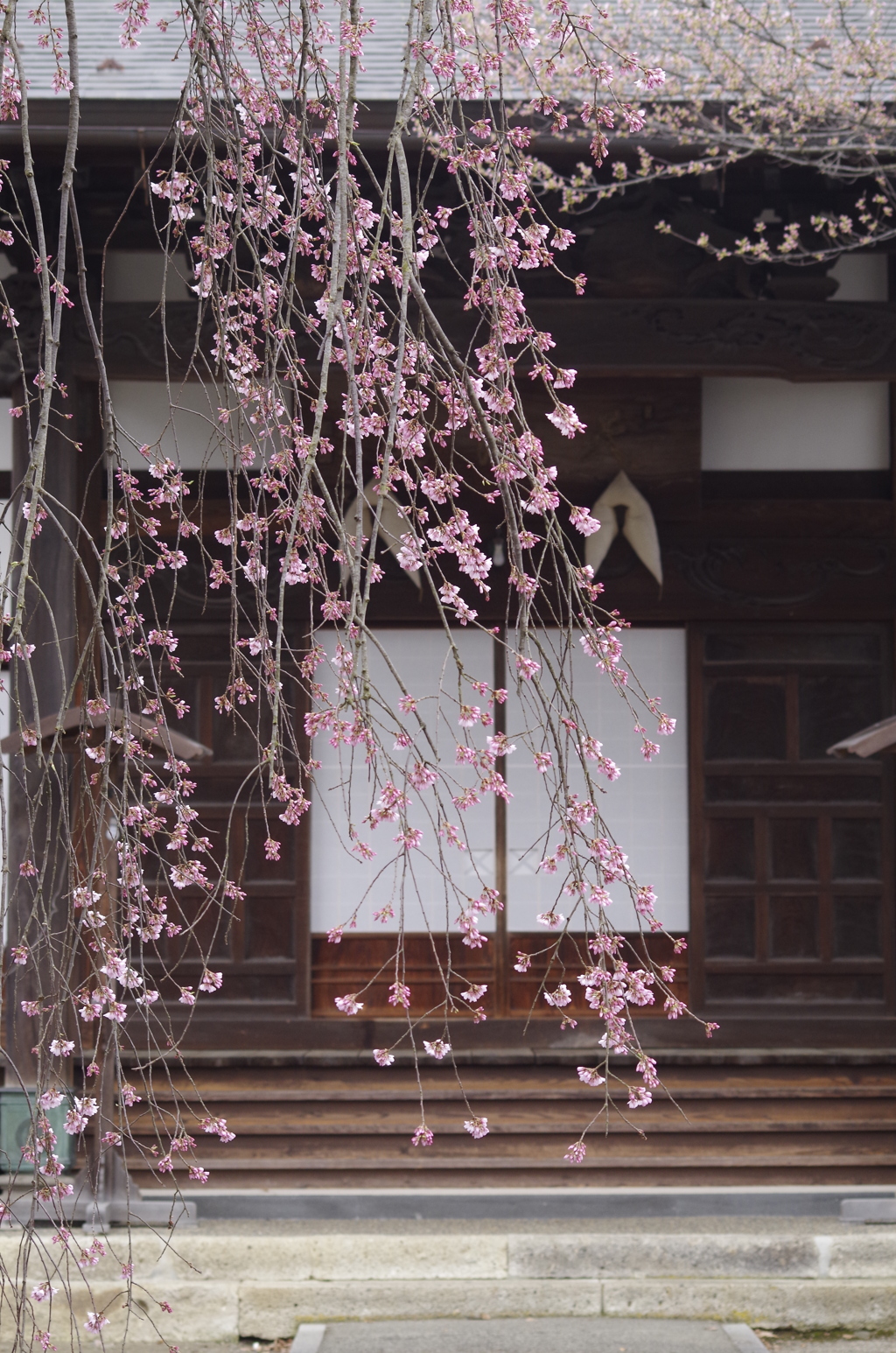 光禅寺の枝垂れ桜-1