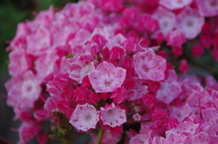 花散歩‐赤いカルミア