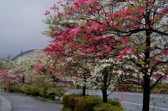 春の忘れ物‐花水木の道