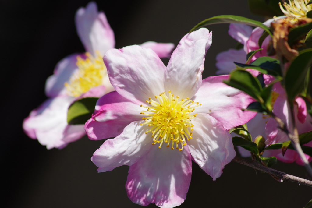 花散歩₋山茶花5
