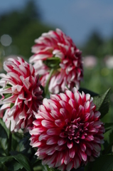 ストロベリークリーム-2