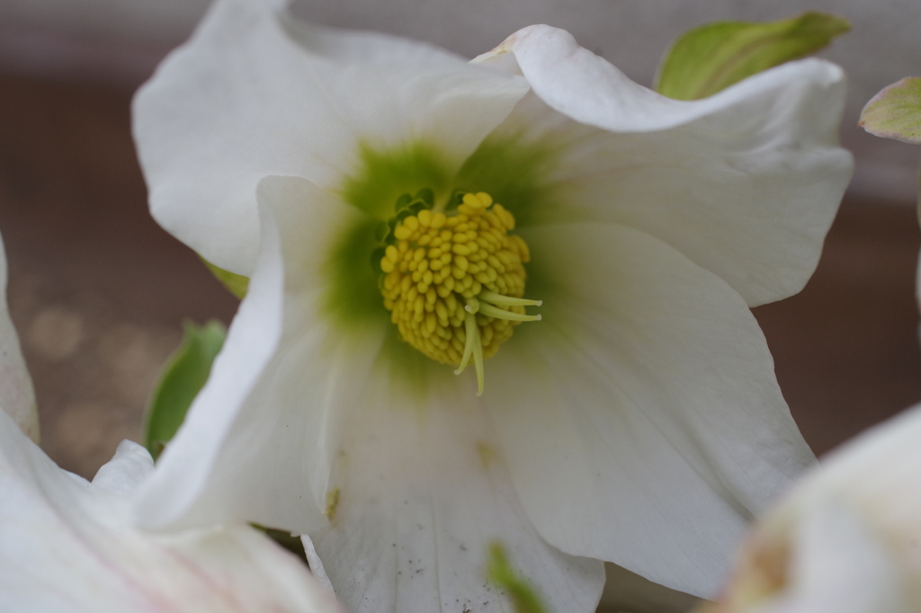 家の周りで-白いクリスマスローズ2