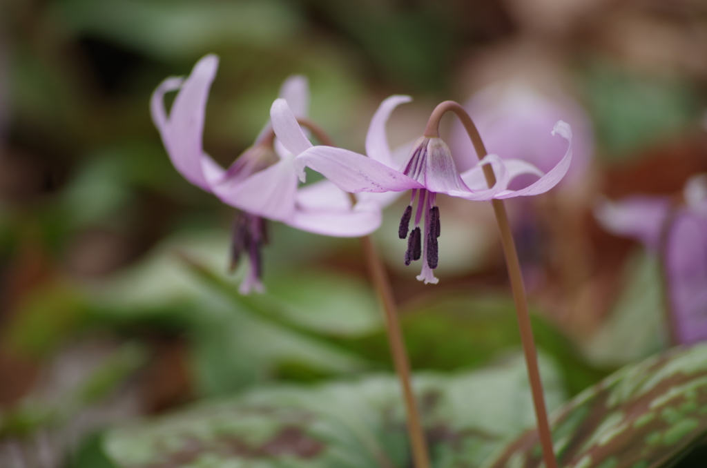 カタクリの花-1