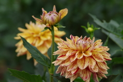 秋田のダリア‐魁の涙