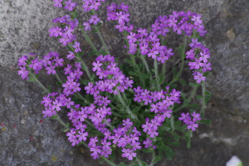 花散歩-ピンクの花