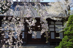 光禅寺本堂と枝垂桜