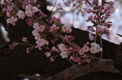桜・さくら・サクラ-4