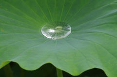 白銀の水玉