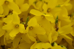 春の黄色‐レンギョウ1