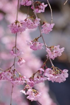 光禅寺の枝垂れ桜1