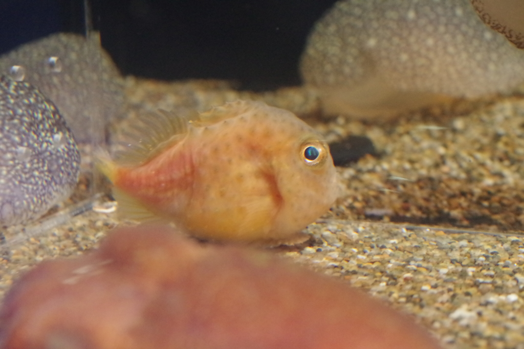 魚津水族館 金平糖 By さくらんぼｊａｍ Id 写真共有サイト Photohito