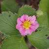 2018.6.14の花散歩‐赤花の苺