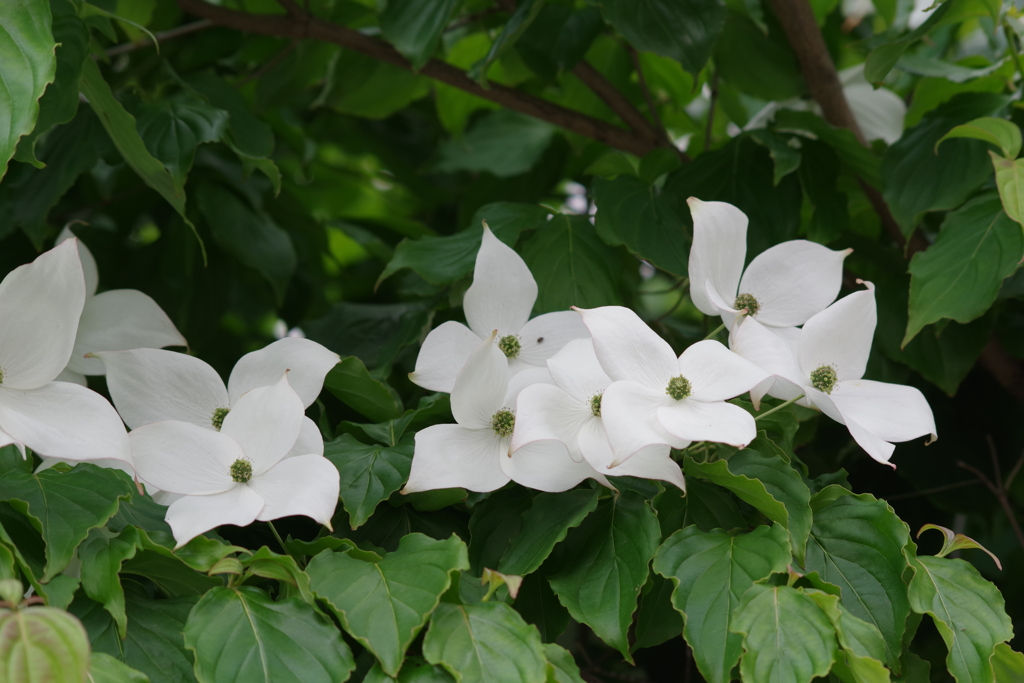 花散歩‐山法師