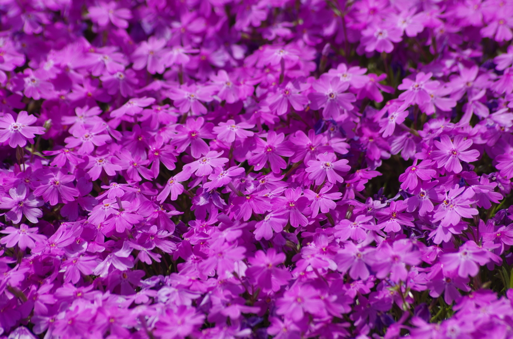 春を待つ心‐芝桜