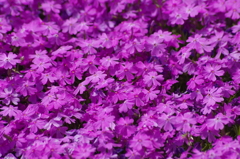 春を待つ心‐芝桜