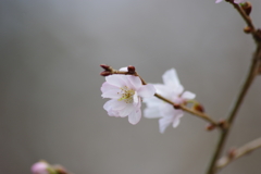 十月桜-3