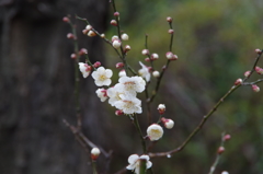 雨の白梅-3
