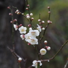雨の白梅-3