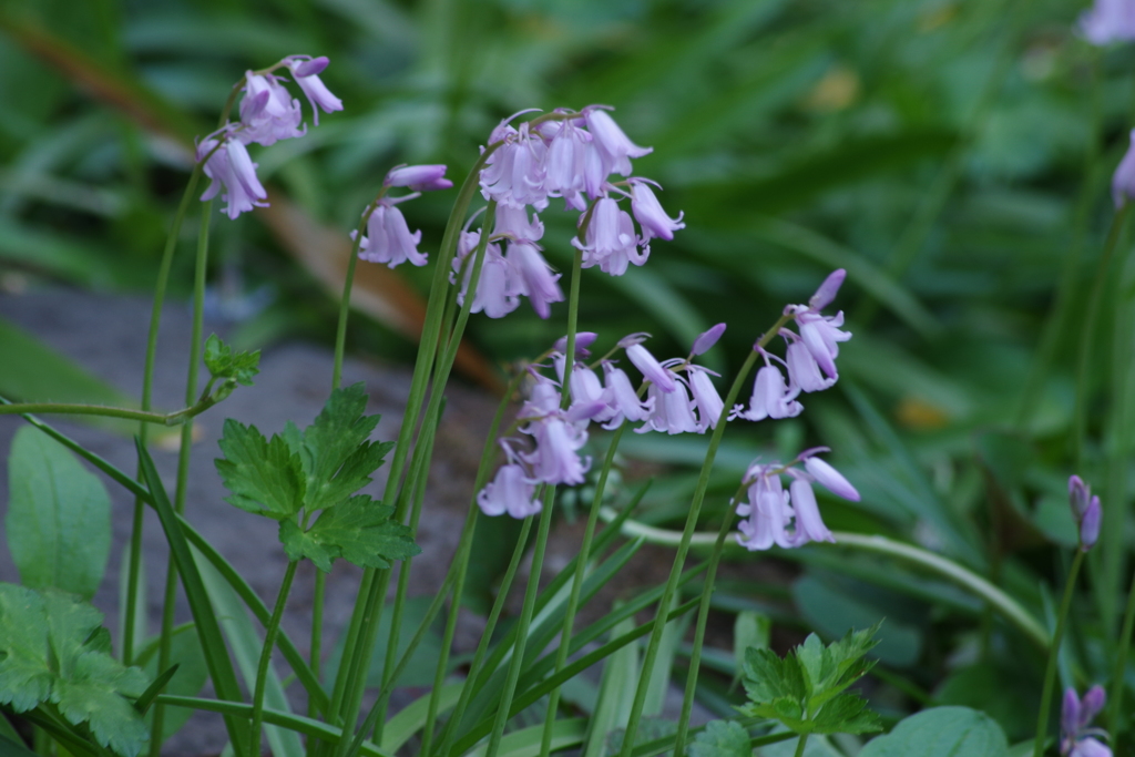 花散歩 ツリガネスイセンのピンク By さくらんぼｊａｍ Id 写真共有サイト Photohito