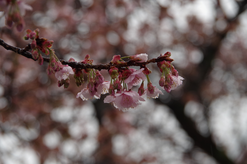雨のあたみ桜-1