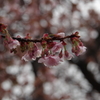 雨のあたみ桜-1