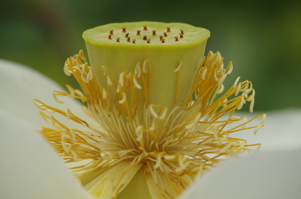 シャワーヘッド作成中