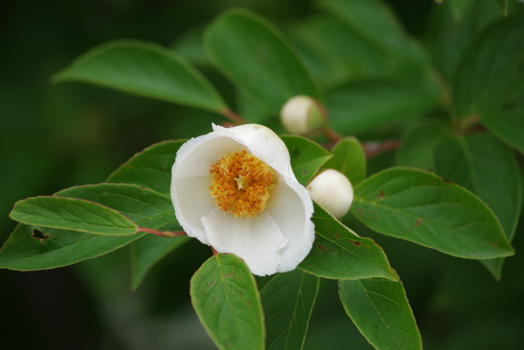 花散歩‐ヒメシャラ
