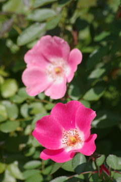 山形の薔薇-ピンクメイディランド