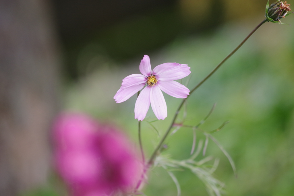 花散歩‐小さなコスモスに二番花が咲いている