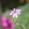花散歩‐小さなコスモスに二番花が咲いている