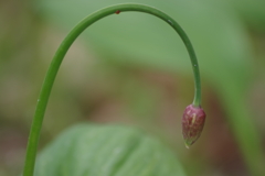 野草園で花散歩-ギョウジヤニンニクの花穂