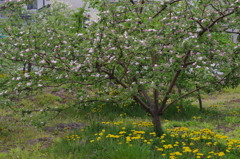 果樹の花-林檎9