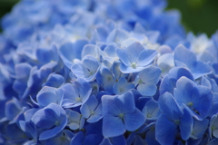 花散歩‐紫陽花ブルーのグラデーション