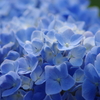 花散歩‐紫陽花ブルーのグラデーション