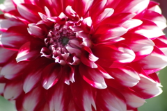 ストロベリークリーム