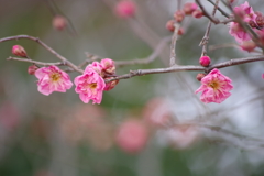花散歩‐早咲きの紅梅2