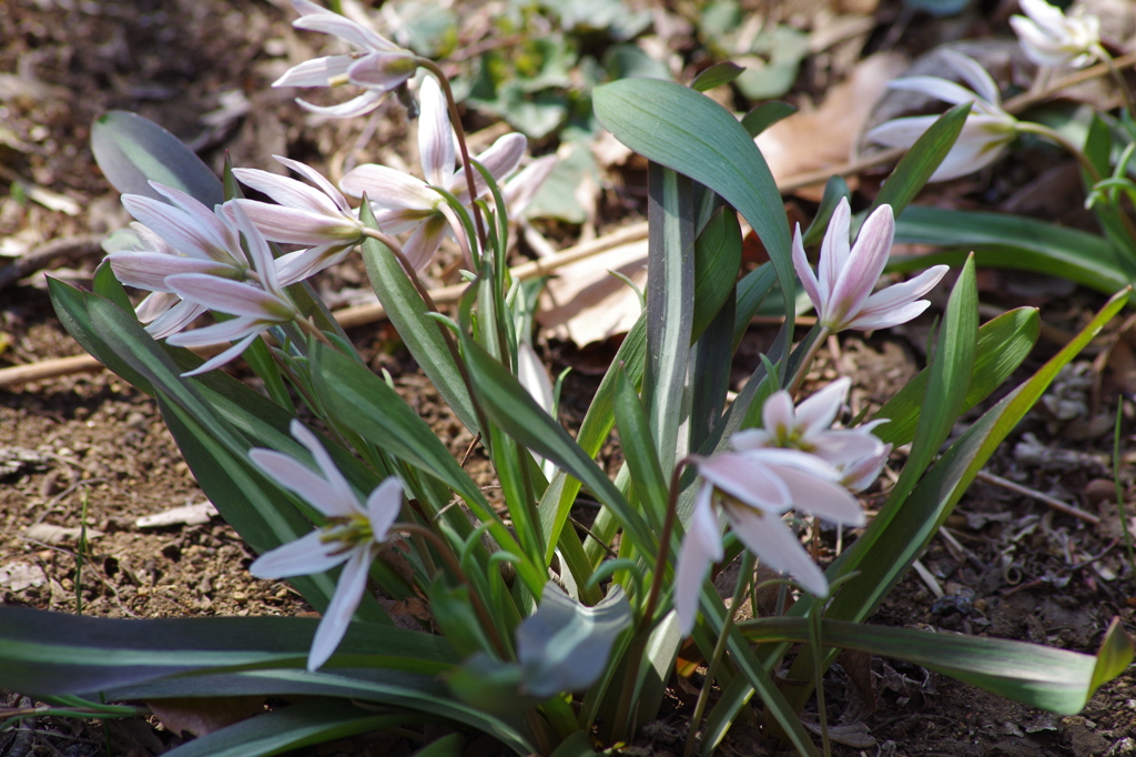 薄桃の花-1