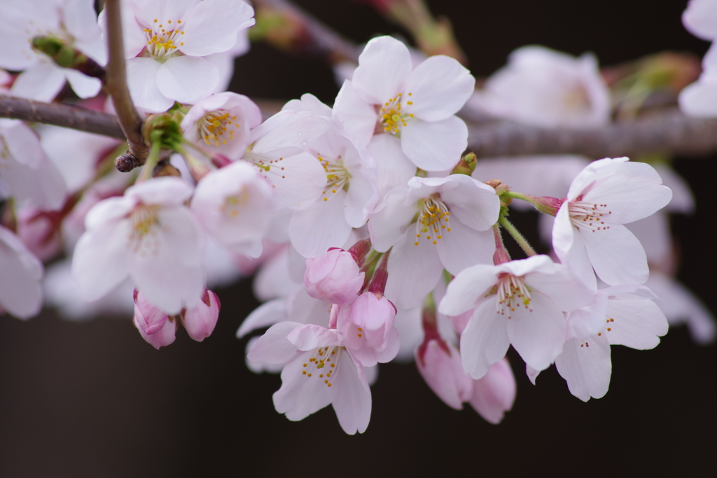 春を待つ心‐染井吉野桜