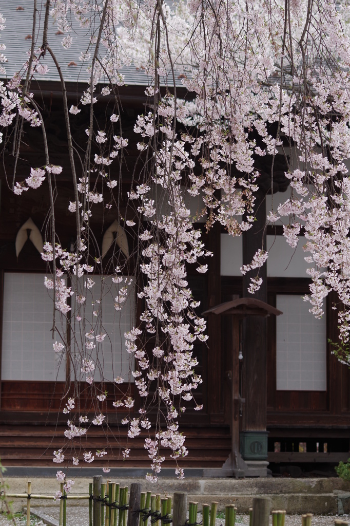 光禅寺の枝垂れ桜-1