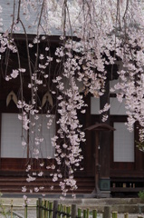 光禅寺の枝垂れ桜-1