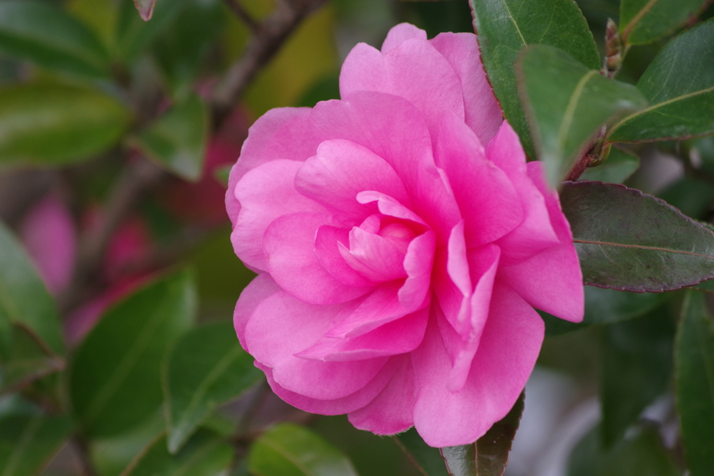 雪前の花散歩₋山茶花