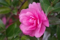 雪前の花散歩₋山茶花