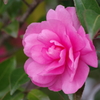 雪前の花散歩₋山茶花